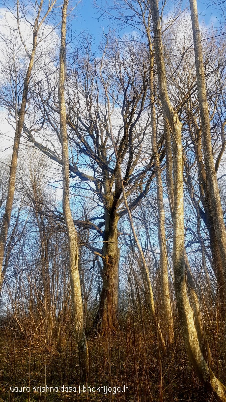 16 pavasari ismintinga gamta stiebiasi maksimaliai i virsu sakalu  kaimas 2020 04 19